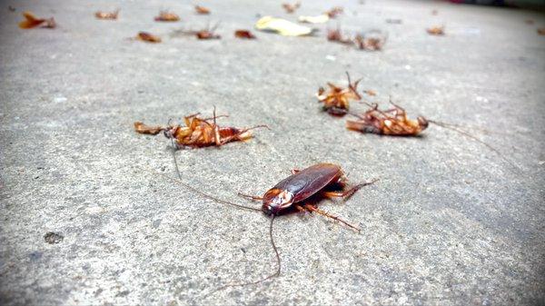 Dead Roaches