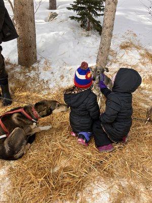 Kids meeting the dogs