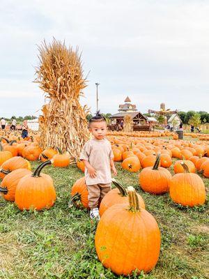 Pumpkin patch