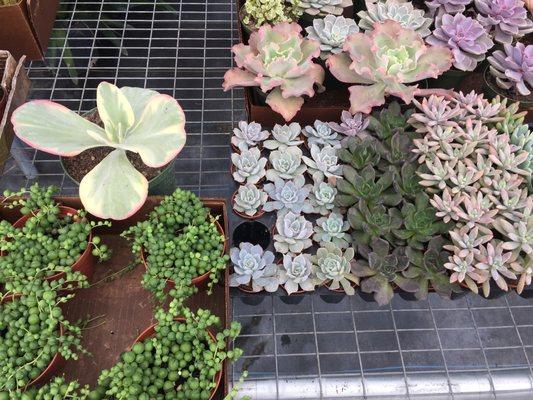 We also carry some bizzare and unusual plants....often a great selection of succulents!!!