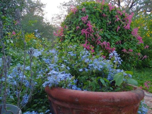 The butterfly garden in full bloom