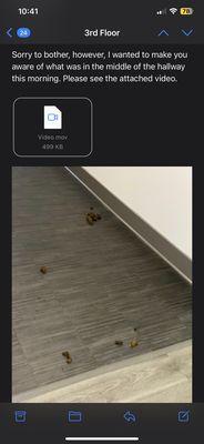 Dog poop in the hallway