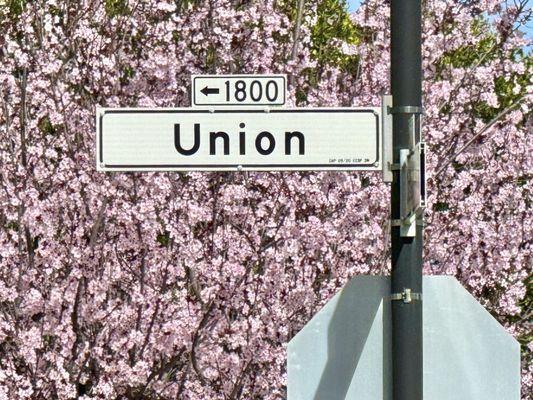 Union Street sign & cherry blossoms