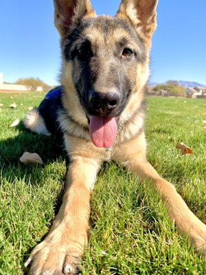 Suns out out, pups out.