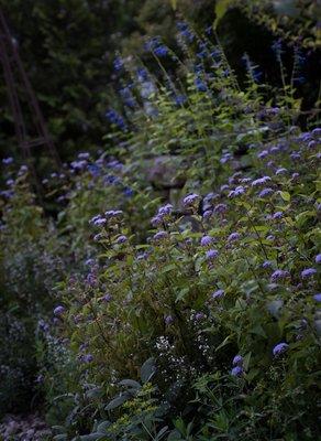 blue hardy ageratum