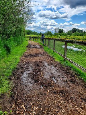 Muddy near the blueberry fields after some rain