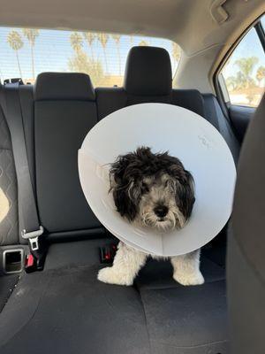 My dog with his cone post-neutering.