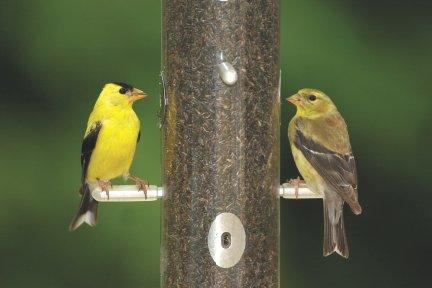 Nyjer (Thistle) seed feeder for Finches