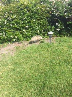 Possum is released because they are helpful critters.