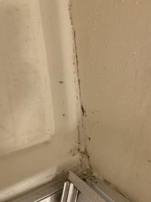 Master bathroom mold in shower stall