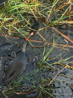 Moorhen feeding her baby from the boat tour with Rusty Anchor Mount Dora in Mount Dora, FL