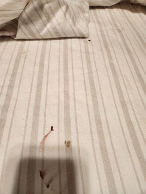 Bed bugs from Canales furniture