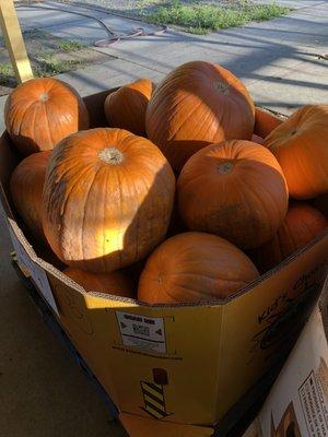 Farm fresh pumpkins .