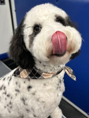 Look at this lashy little angel. Mobile Pet Groomers - Compassionate Dog Mobile Grooming Austin, Texas