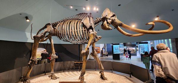 Mammoth skeleton