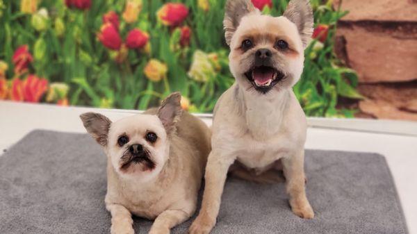 Happy doggos! (River was their groomer)