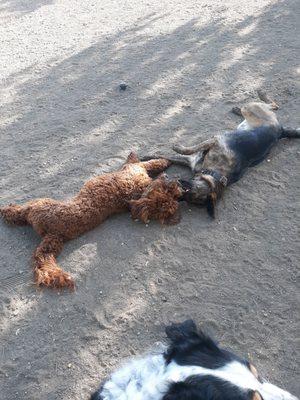 Molly and Bear having fun in daycare.