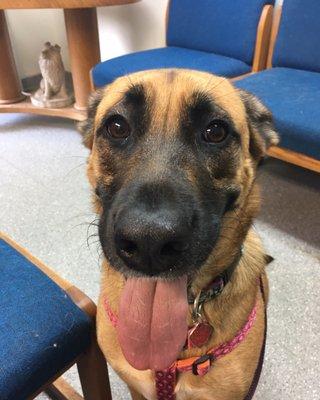 My dog Nala in the waiting room