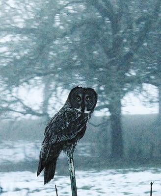 Great Grey Owl during Christmas Bird Count