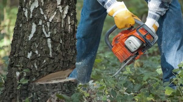 Tree Removal In Kalamazoo, MI