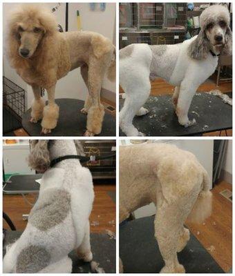 We have amazing groomers!