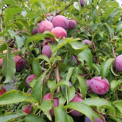 Plums were abundant summer 2020