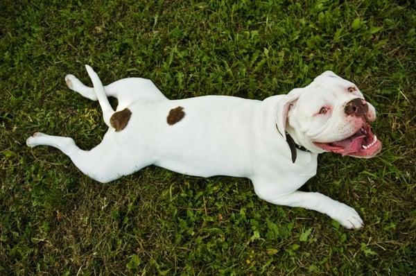 Dog enjoying the day at dog kennel