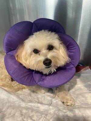 Charlie, the most handsome flower with his IV AND purple 'cone flower'.