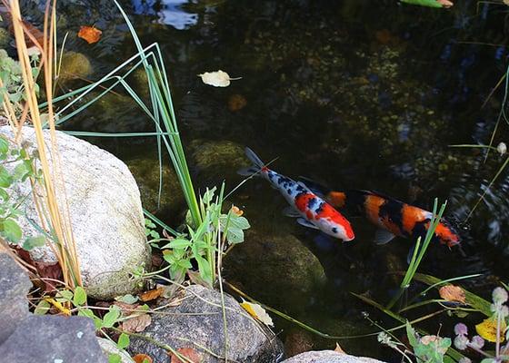 Koi pond...very friendly little guys!