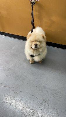 chow chow puppy wash