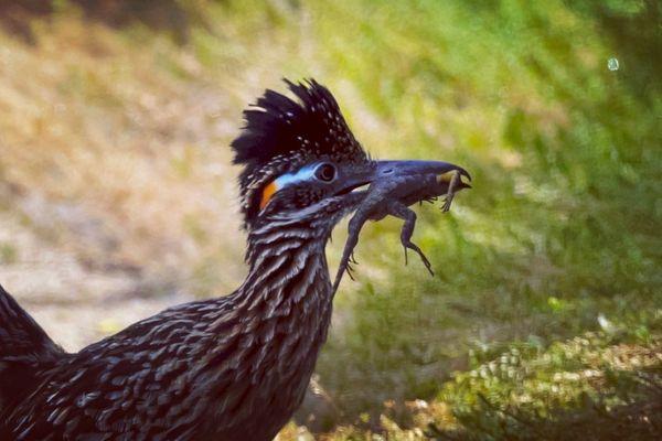 Greater Roadrunner with his lizard lunch!! My first roadrunner!! May 2023