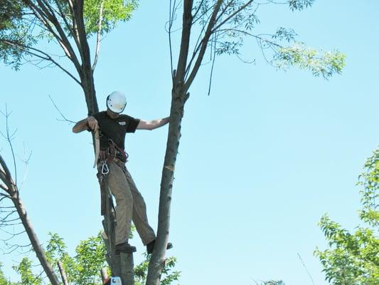 Beaver Tree in the middle of a raywood ash removal