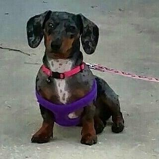 Our sweet Dottie in her new VelPro No Choke Harness!