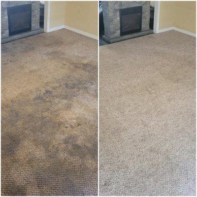 carpet cleaned amazingly well