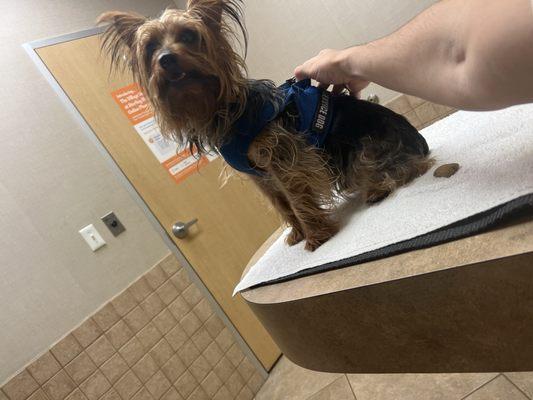 Australian yorkie terrier