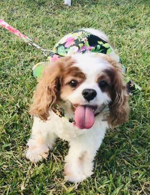 Meeting a beautiful cavalier at the Pets in the Park Night for Footloose, the Musical