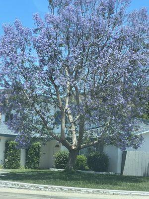 Jacaranda tree in San Diego