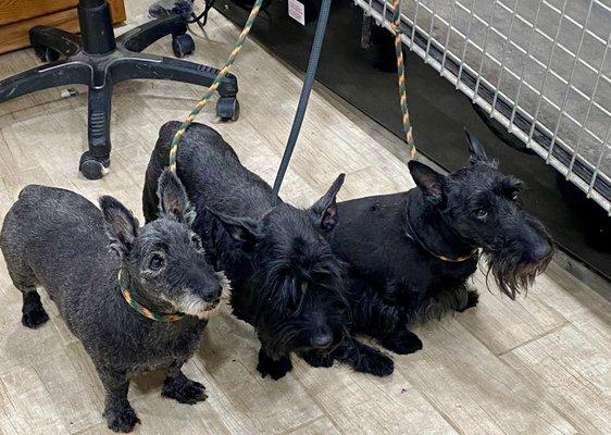 Three Scottie Rescues that needed emergency foster and grooming.