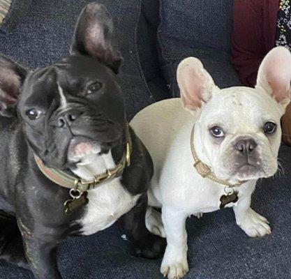 Happy, healthy frenchies.