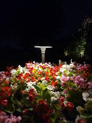 Down light in seasonal color begonias