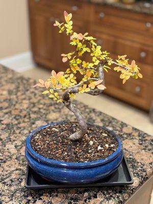 Chinese elm bonsai starter kit