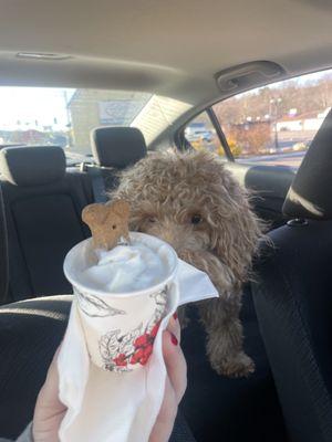 Pup cup about to be eaten