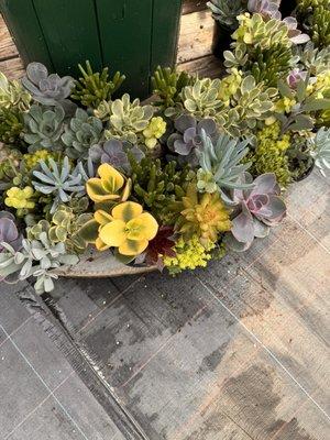 Succulent planter