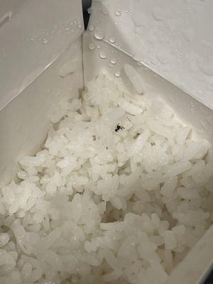 Bug in my rice