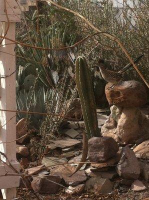 Roadrunner hunting lizards in our Main Street Garden.