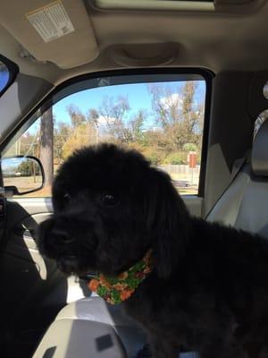 He's ready for Thanksgiving with his festive bandana!