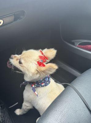 Phoebe is ready for the 4th of July!!!