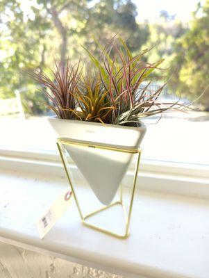 DIY airplant arrangement with their colorful airplants