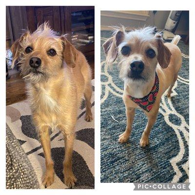 Finn before and after his grooming with Sue!