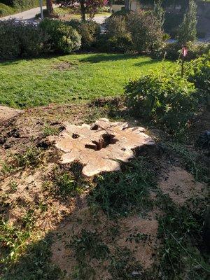 Giant Olive Tree Stump just before Grinding.....